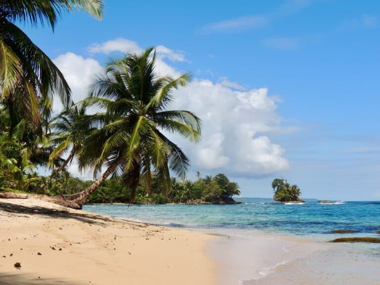 Panama, palm trees