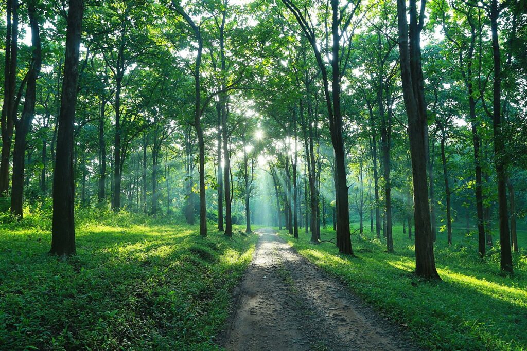 Parambikulam Tiger Reserve, India