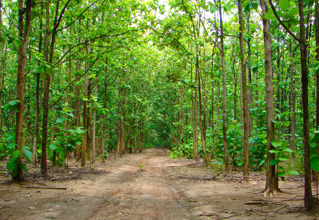 Teak plantation