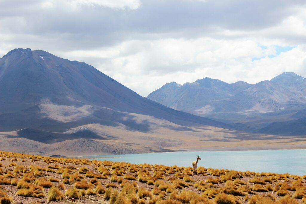 Los Flamencos National Reserve, Chile