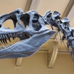 Dinosaur skeleton