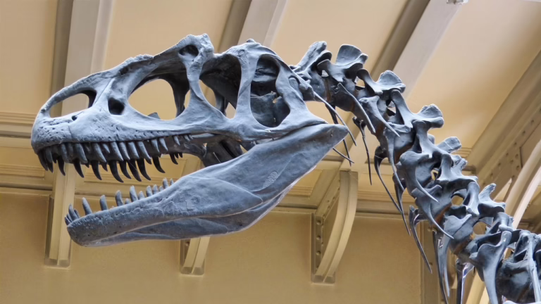 Dinosaur skeleton